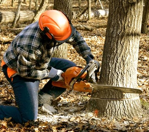Tree Removal in Silver Creek, NY